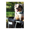Bac arrière vélo longtail Suzon & Suzette - Bacatail 70 L – Bleu – un chien transporte dans le bac