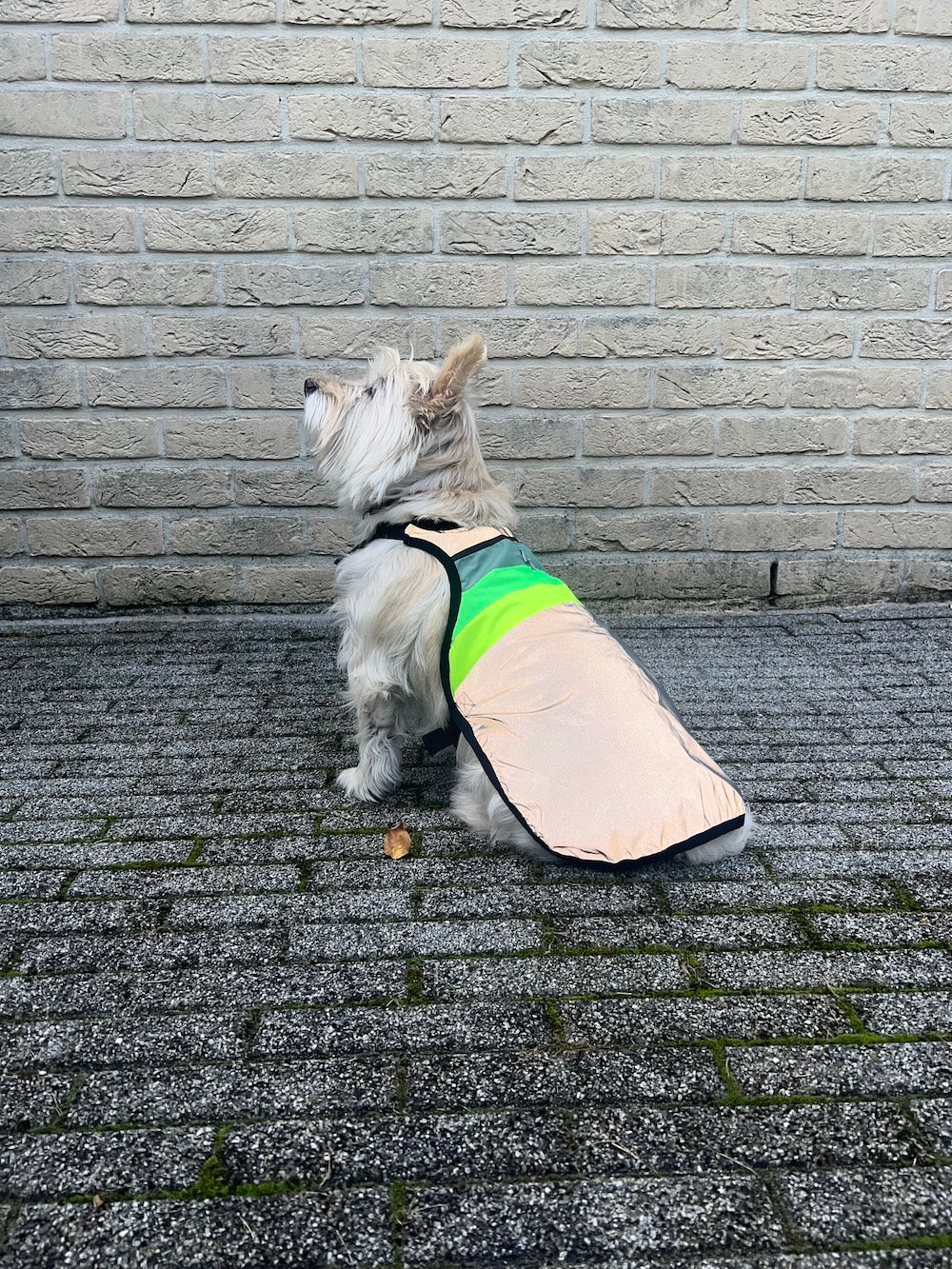 GoFluo Dog Vest – Moonlight