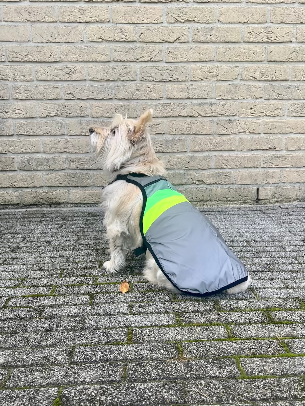 GoFluo Dog Vest – Moonlight
