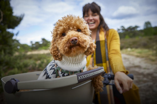 Chien dans le panier avant vélo Basil Buddy