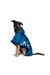 Rainkiss Dog Poncho